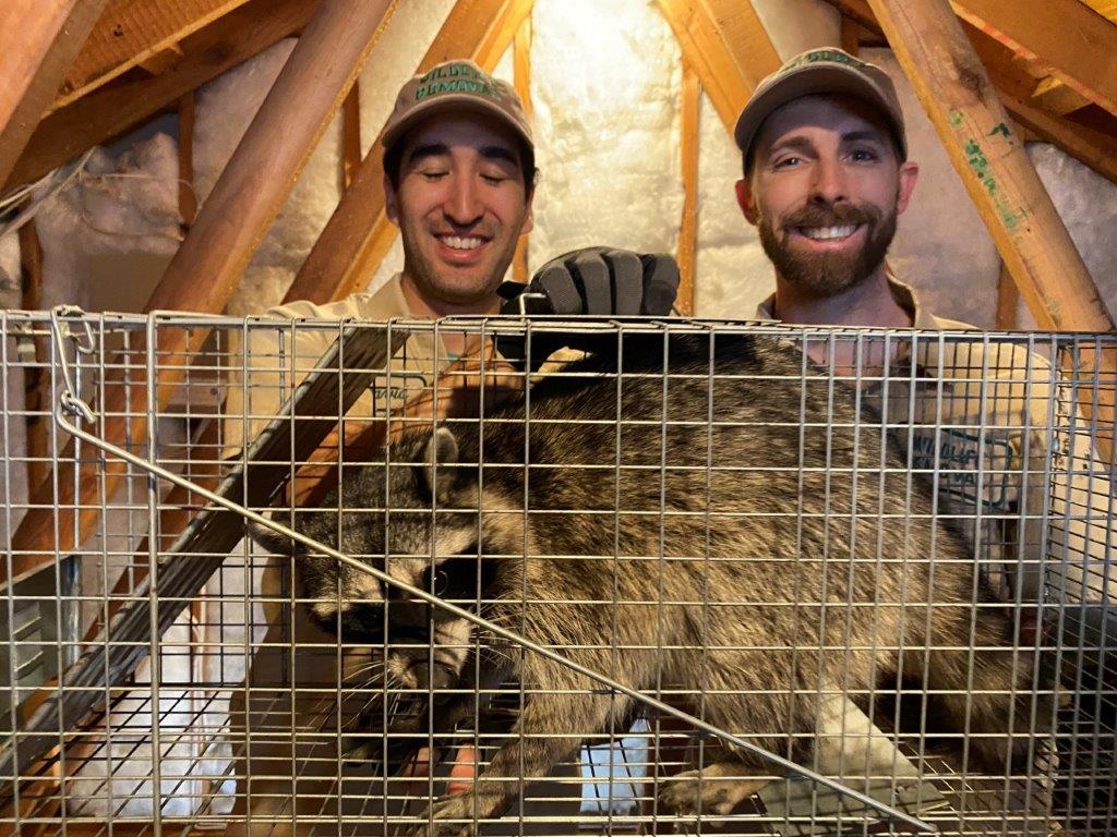 Trenton raccoon trapping